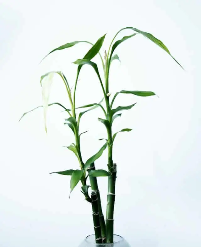 indoor-bamboo-plant-care