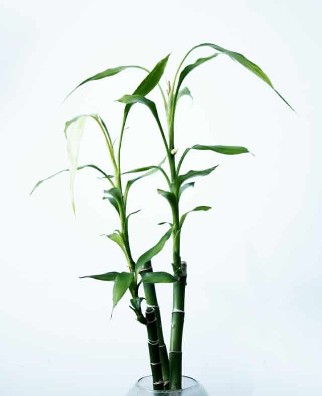 indoor-bamboo-plant-care