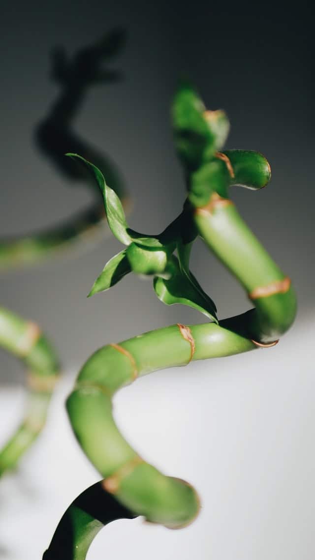 Indoor Bamboo Plant Care Guide | Honest Home Talks