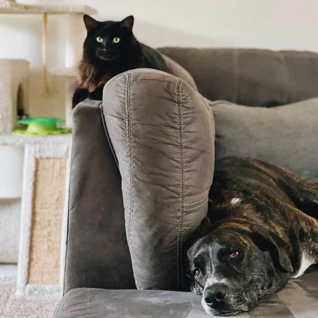 Cat and dog on polyester couch